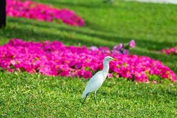 The buff-backed heron (Bubulcus ibis) feeds, collects insects on the lawns of the city. Dubai