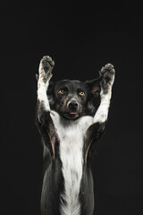 border collie portrait