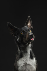 border collie portrait