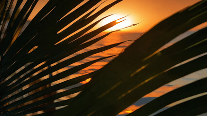 Sunset Behind Palm Tree Leaves