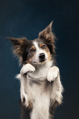 border collie dog