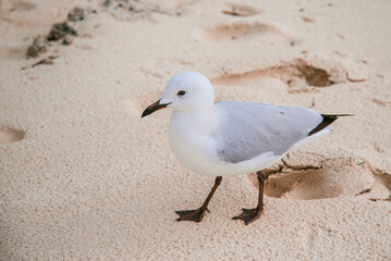 A small baby seagull on Rottnest Island is walking gracefully on a sandy beach, leaving footprints...