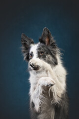 border collie dog