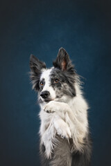 border collie dog