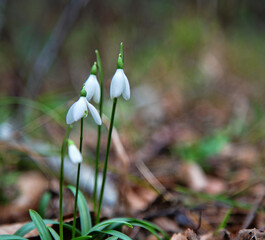 Flower of life, Primavera. Thousands of years Snowdrop pleased with Northern residents as flower of winter end. Sweet-William (Galanthus nivalis, Galanthus caucasicus). Earliest honey plant