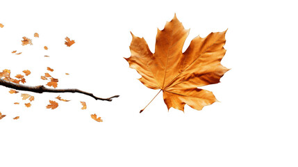 Single autumn maple leaf with branch on transparent background