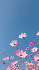 clear blue sky with pink cosmos flowers
