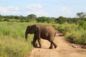Obraz premium One elephant crossing the pass safari in Tarangire National park Tanzania