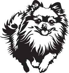 running pomeranian spitz dog