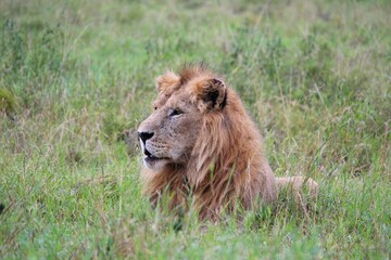 Lion lying in the grass safari Serengeti National Park Tanzania
