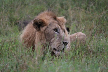 Lion lying in the grass safari Serengeti National Park Tanzania