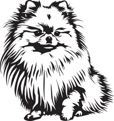 illustration of a pomeranian spitz dog