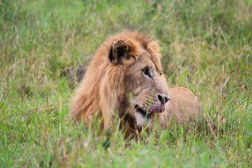 Lion lying in the grass safari Serengeti National Park Tanzania