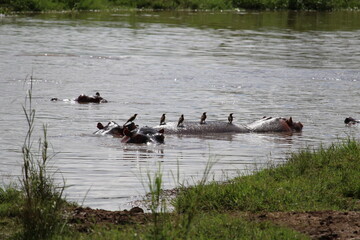 Hippos in the pond safari in Serengeti National Park Tanzania