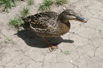 duck