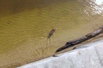 Brown water rat swimming near embankment.