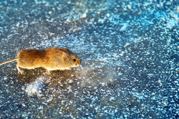 Red-backed vole (Clethrionomys glareolus) runs on ice. Mice migrations, force rivers when...