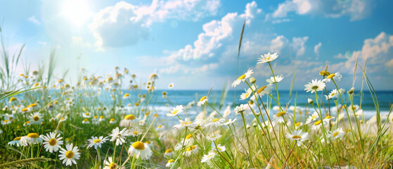 Daisies blossoming among coastal grasses on a sandy beach, with the sun shining brightly overhead and the calm ocean stretching toward the horizon. Summer background - 811149971