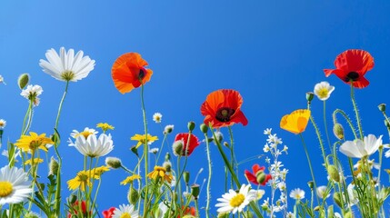 Obraz premium Closeup of vibrant wildflowers, a mix of poppies and daisies, under a clear blue sky, perfect for a cheerful kitchen wallpaper