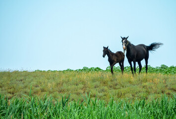 Beautiful thoroughbred horses are raised in the Crimea. Mare with a foal on a local pasture on a...