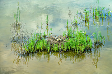 Birds of salty marshes. Helium. Black-winged stilt (Himantopus himantopus) nest between samphire...