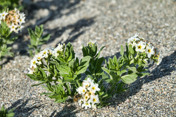 Tournefortia (Argusia sibirica), soldierbush. Halophyte plant on saline soils in steppe Crimea,...