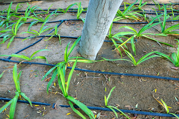 Drip irrigation water pipes (drip system) in the desert, green plants. Arabian Peninsula