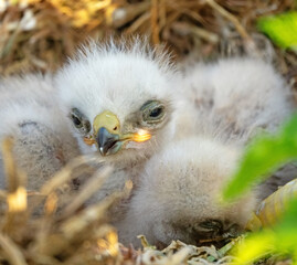Long-legged buzzard (Buteo rufinus) nestlings are 5 days old, elder's eyes are open. White chicks...