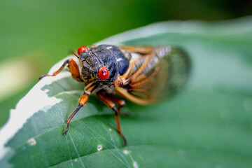 Cicada on Green Leaf