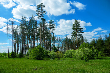 An old artificial pine forest. Forest edge and forest meadow. Wild cherry, wild apple and hazel...