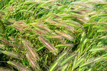 Cimmerian wheat grass (Agropyron cimmericum) on vegetated dune of Azov sea coast adjacent to grass...