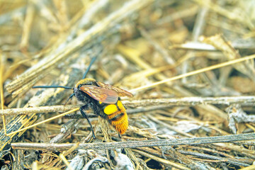 Mammoth wasp (Megascolia maculata, female, largest Hymenoptera) moves through dung in search of...