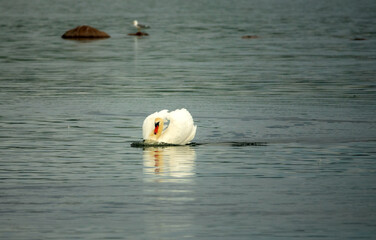 Wild mute swan (Cygnus olor) swim in the Baltic sea. Male adopt graceful attractive poses, graceful...