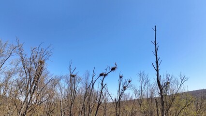 Landscape in Natural wetlands with Blue Heron rookery with bird nest with eggs in early spring on West River at southern tip of Canandaigua finger lake in up state New York countryside