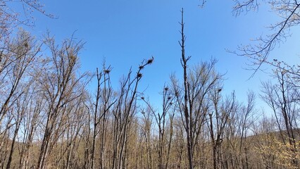 Landscape in Natural wetlands with Blue Heron rookery with bird nest with eggs in early spring on West River at southern tip of Canandaigua finger lake in up state New York countryside