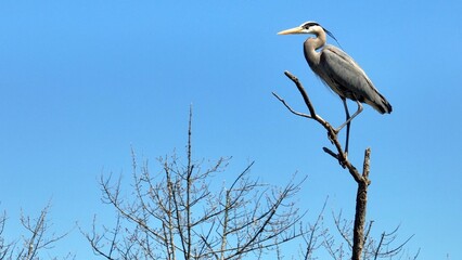 Wildlife landscape in nature with Blue Heron bird perched on tree branch against blue sky with sunshine in Springtime