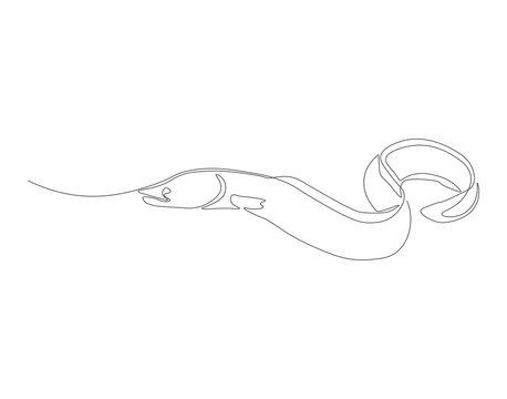 recommend clip art: Continuous one line drawing of sea moray eel. One line drawing illustration of sea eel. Marine animal concept continuous line art. Editable outline.