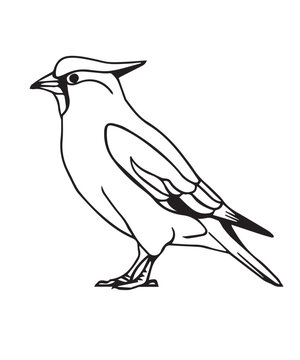 recommend clip art: Waxwing Bird Victor Design