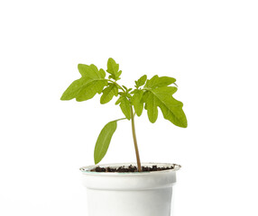 Young seedlings of tomato in pot isolated on a white background. Green seedling of fresh tomatoes plant