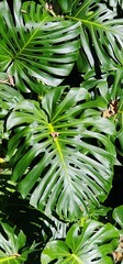 Fototapeta premium Swiss cheese plant leaves background