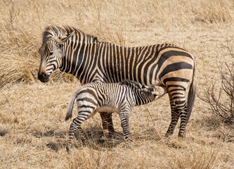 Female zebra with suckling foal