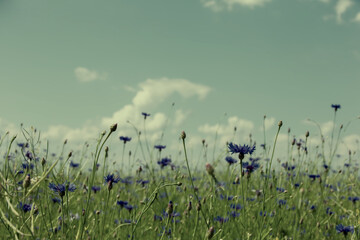 Fototapeta premium Vintage emerald cornflower field. Retro natural background.