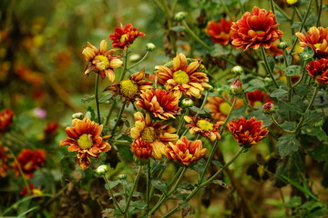 Close-up of red chrysanthemums in the garden