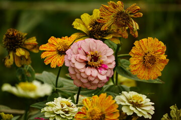 Close-up of blooming Zinnia elegans flower