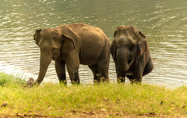 Obraz premium Group of Asian elephant enjoy bathing in river in elephant conservation