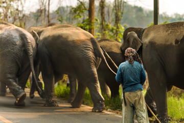 Mahout taking group of Asian elephants into jungle in elephant sanctuary