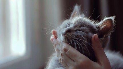 A gray kitten being petted by a human hand