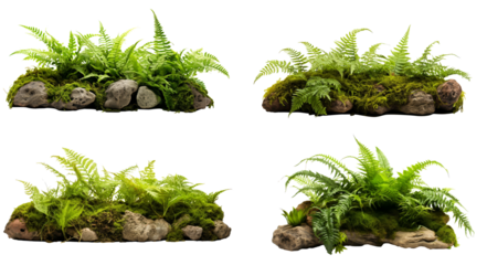 collection ferns and moss isolated on a transparent background