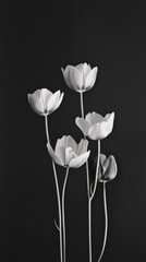 Elegant black and white tulip flowers on dark background