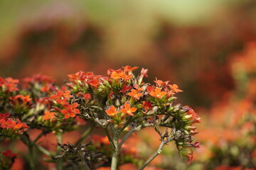 Obraz premium Close-up of Kalanchoe pinnata flower